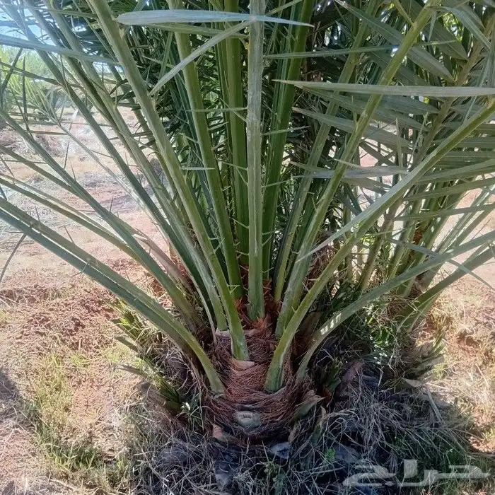 توريد جميع انواع النخيل 4