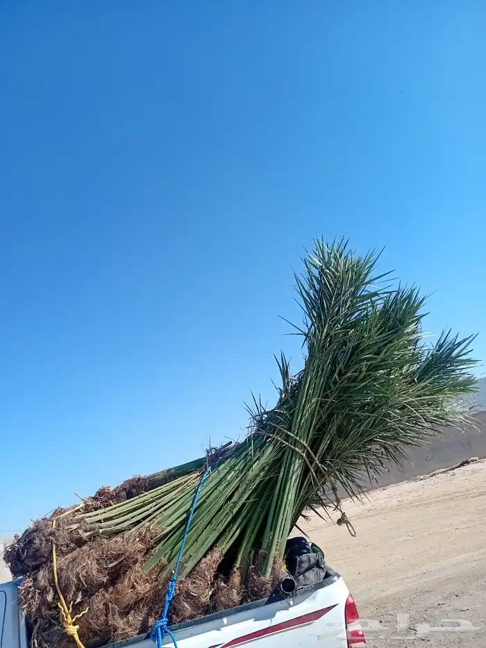 يوجد لدينا نخل متوجد البدع حقل نخل 1