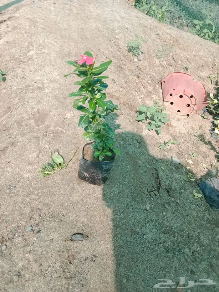 شتلات بريال ونص واصله موقعك للجملة فقط فوق 2000 20