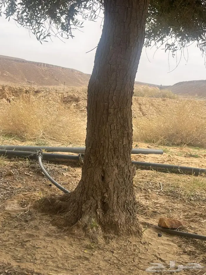 اشجار زيتون 1
