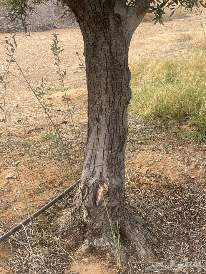 اشجار زيتون 3