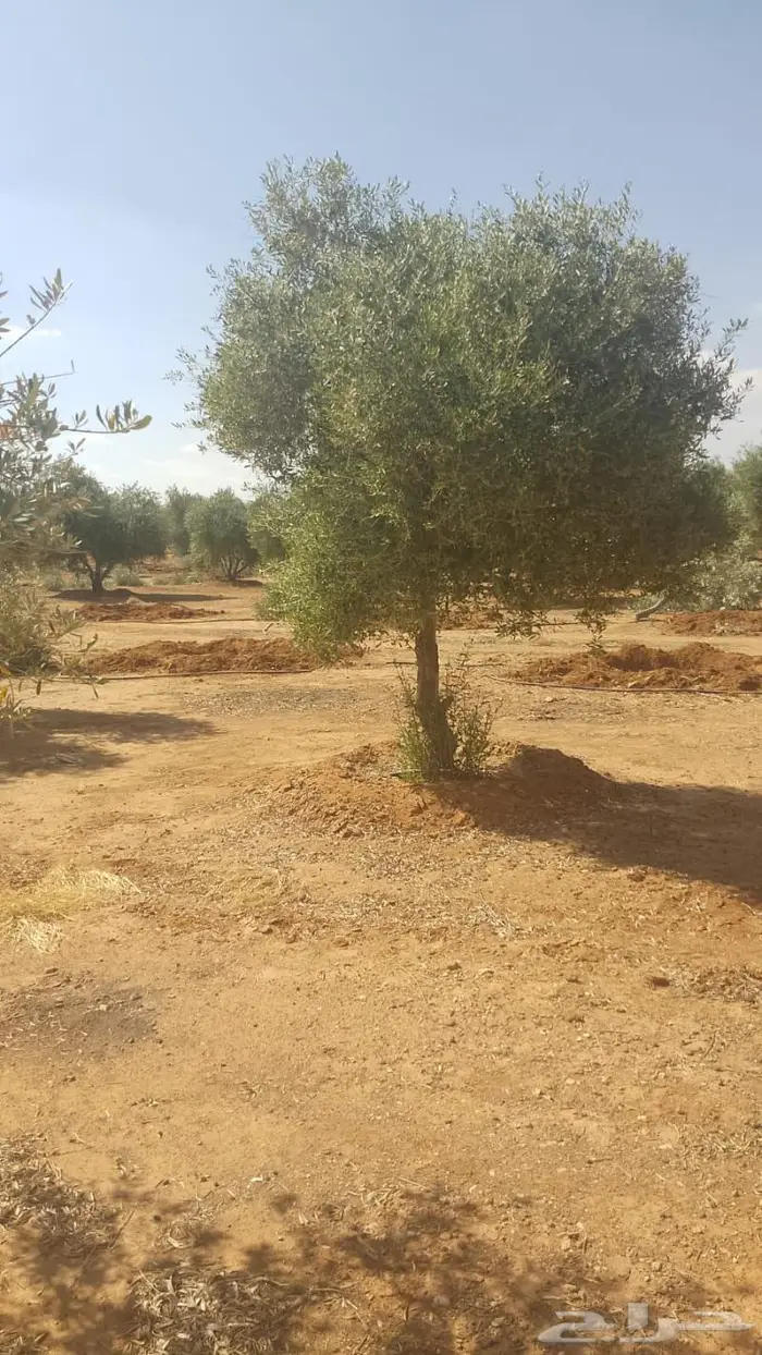 اشجار زيتون 4