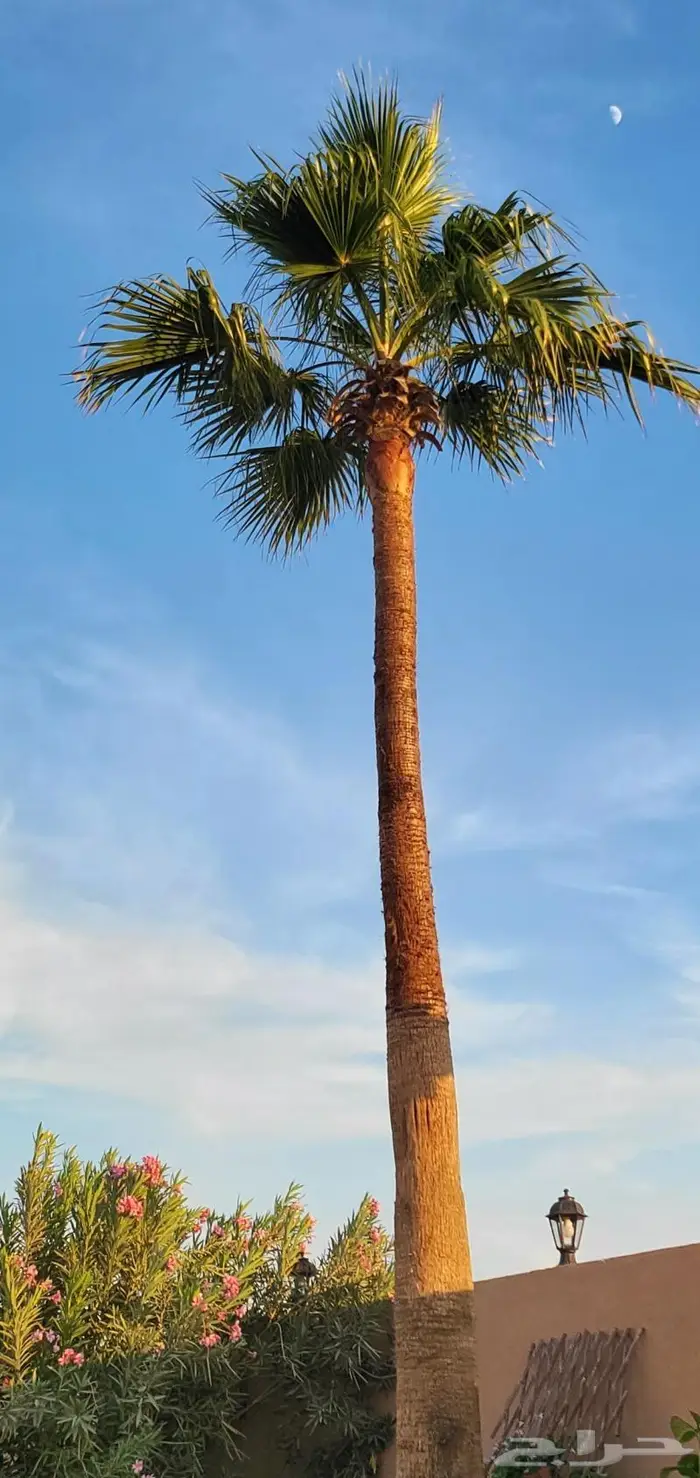 نخل واشنطني واشنطواني 22