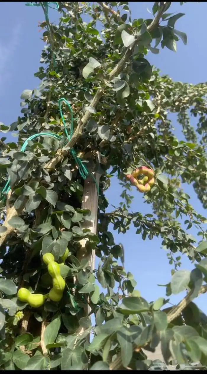 بذر لوز هندي 2