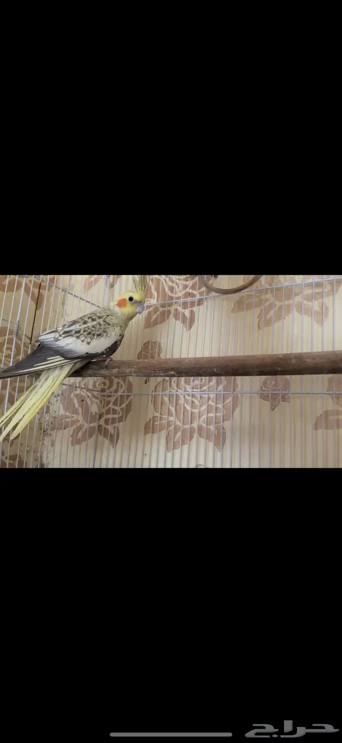 جوزين كيروان 8