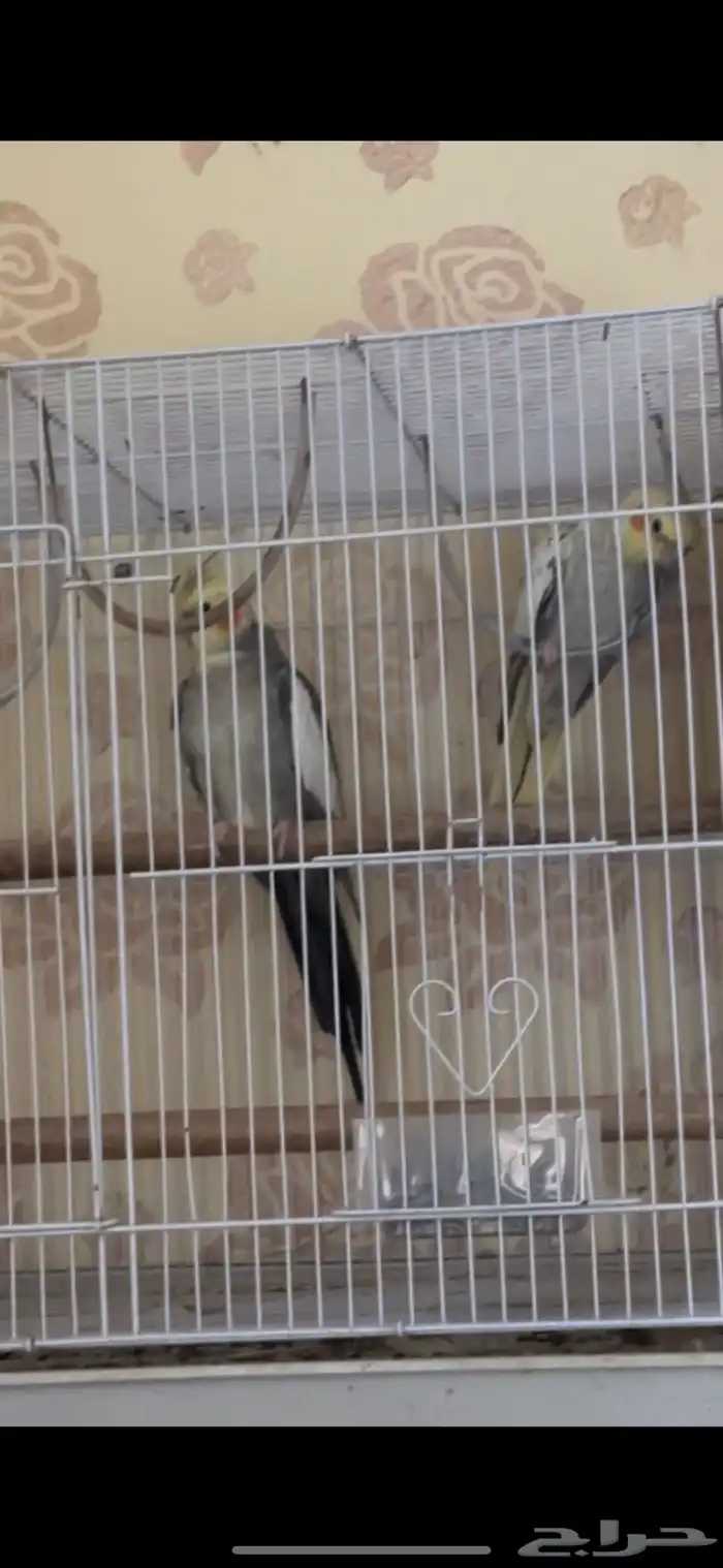 جوزين كيروان 2