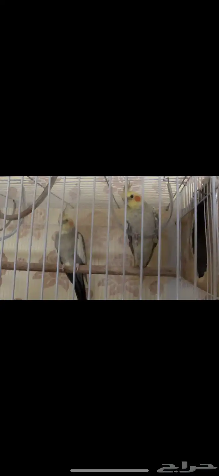 جوزين كيروان 3