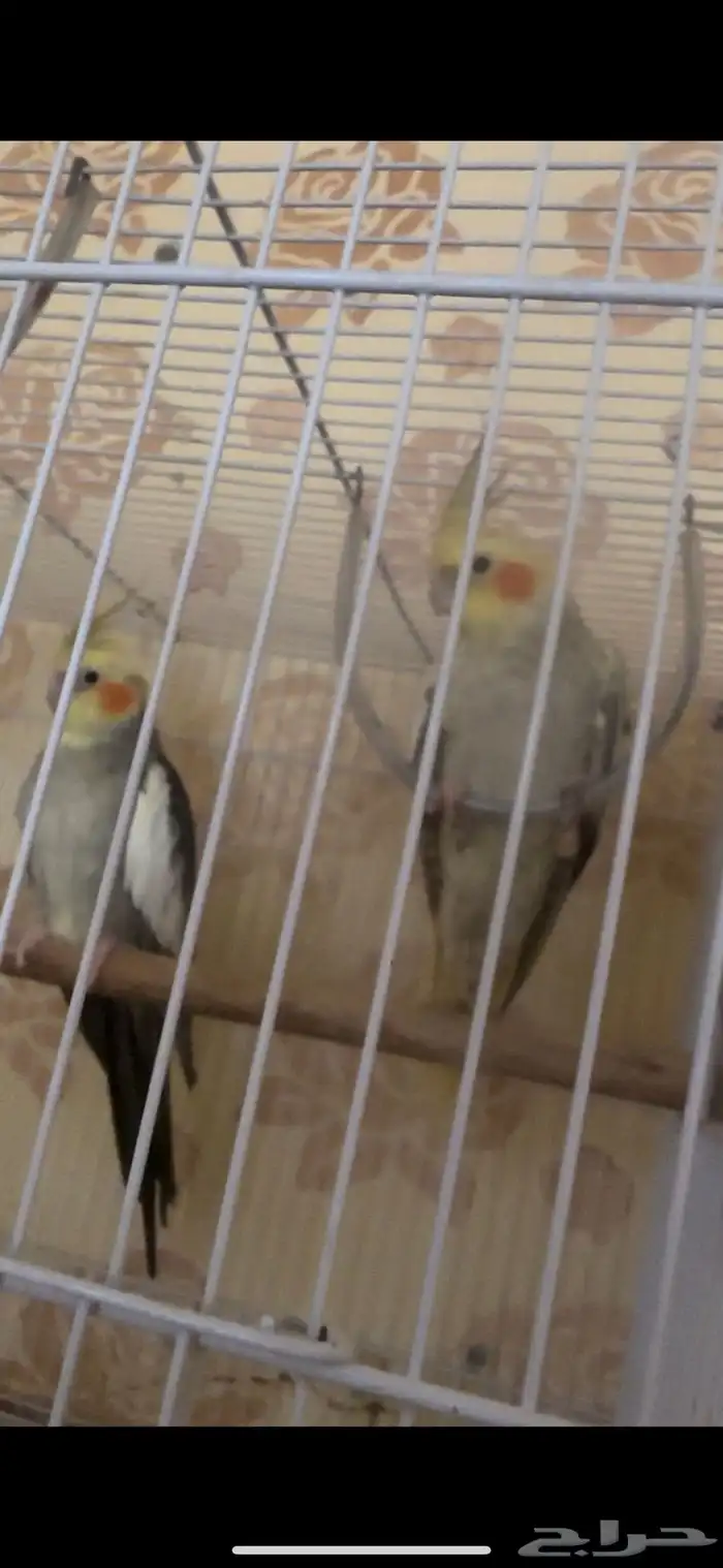 جوزين كيروان 0