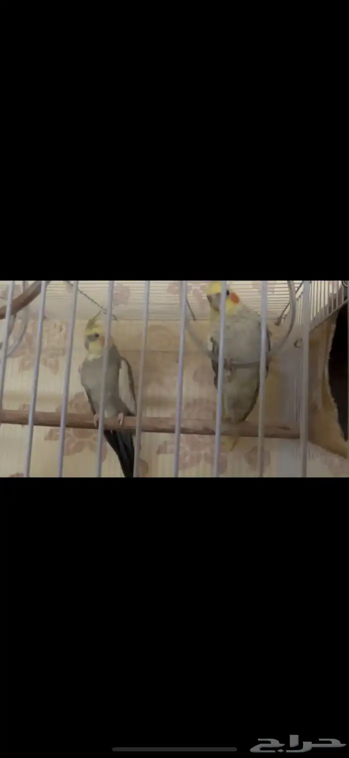 جوزين كيروان 5