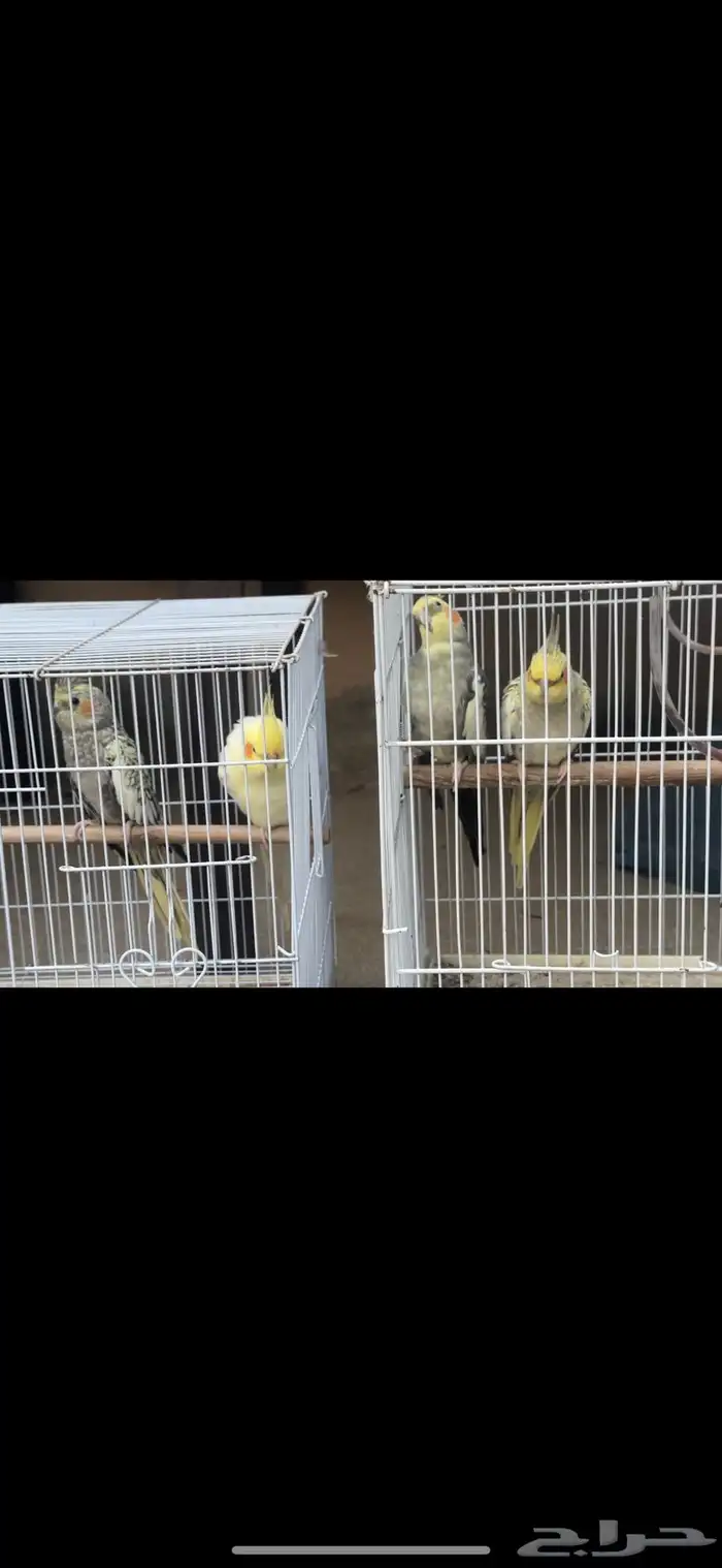 جوزين كيروان 16