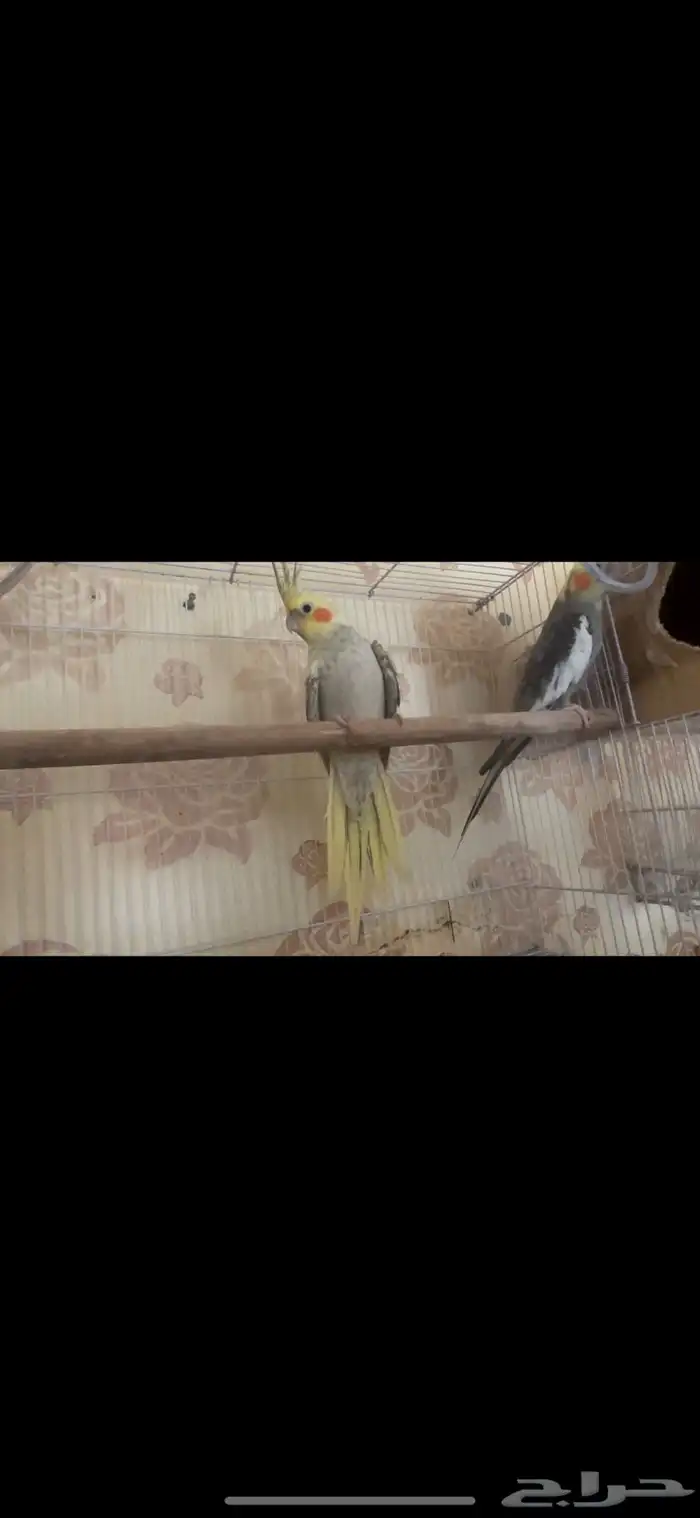 جوزين كيروان 6