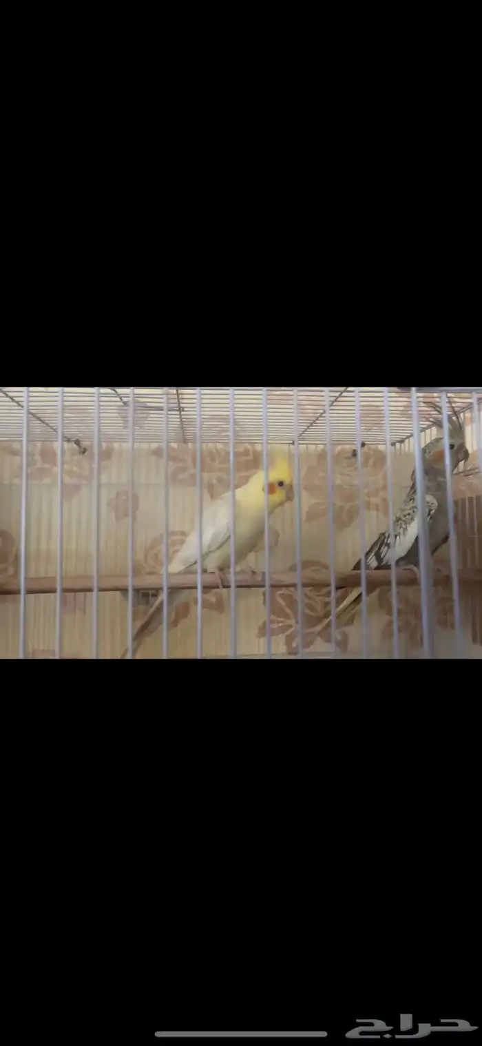 جوزين كيروان 15