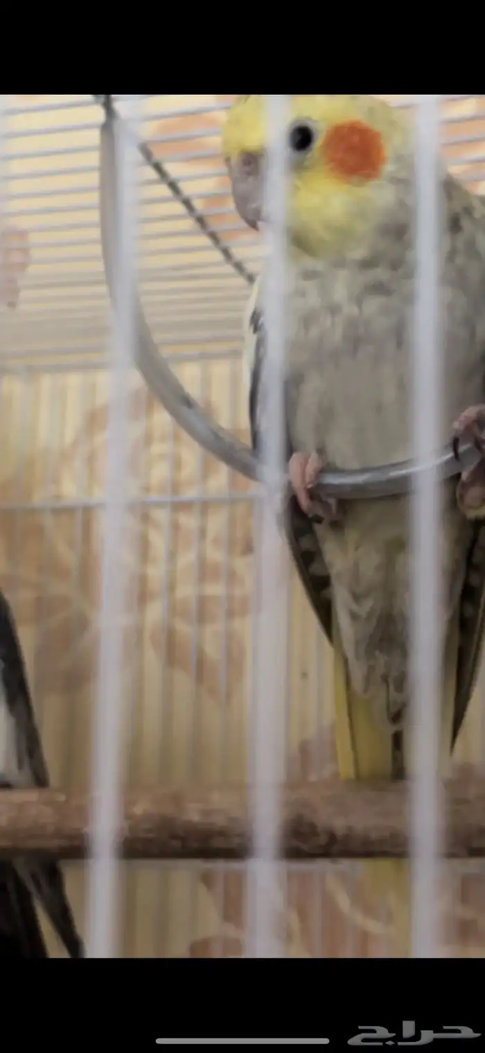 جوزين كيروان 1