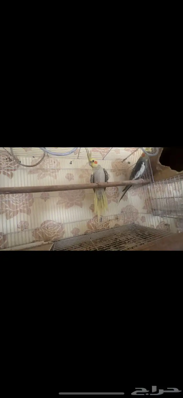 جوزين كيروان 7