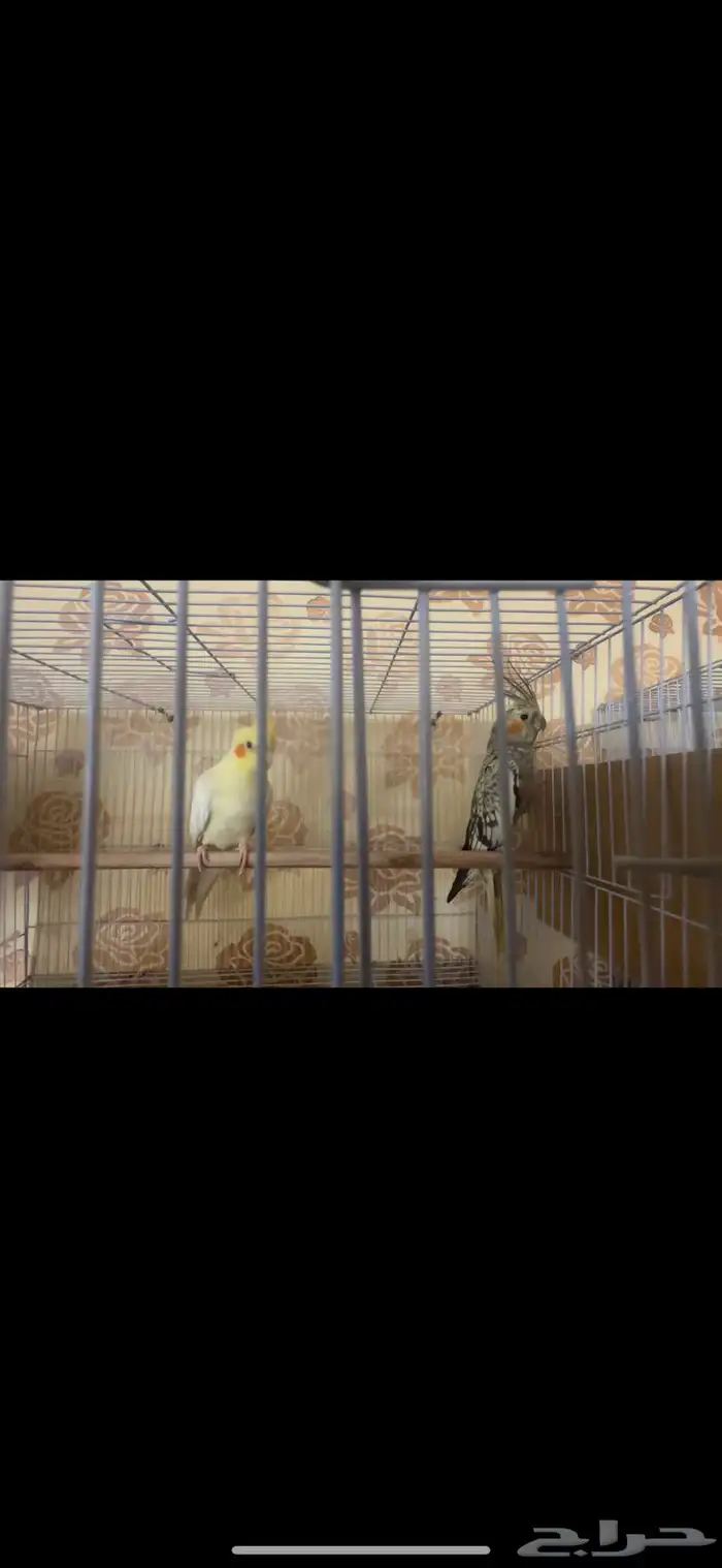 جوزين كيروان 13