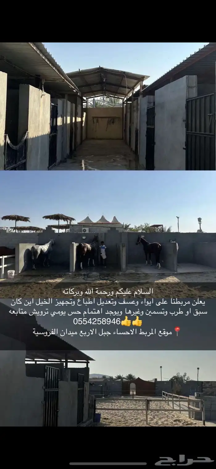 ايواء خيل في الاحساء 0
