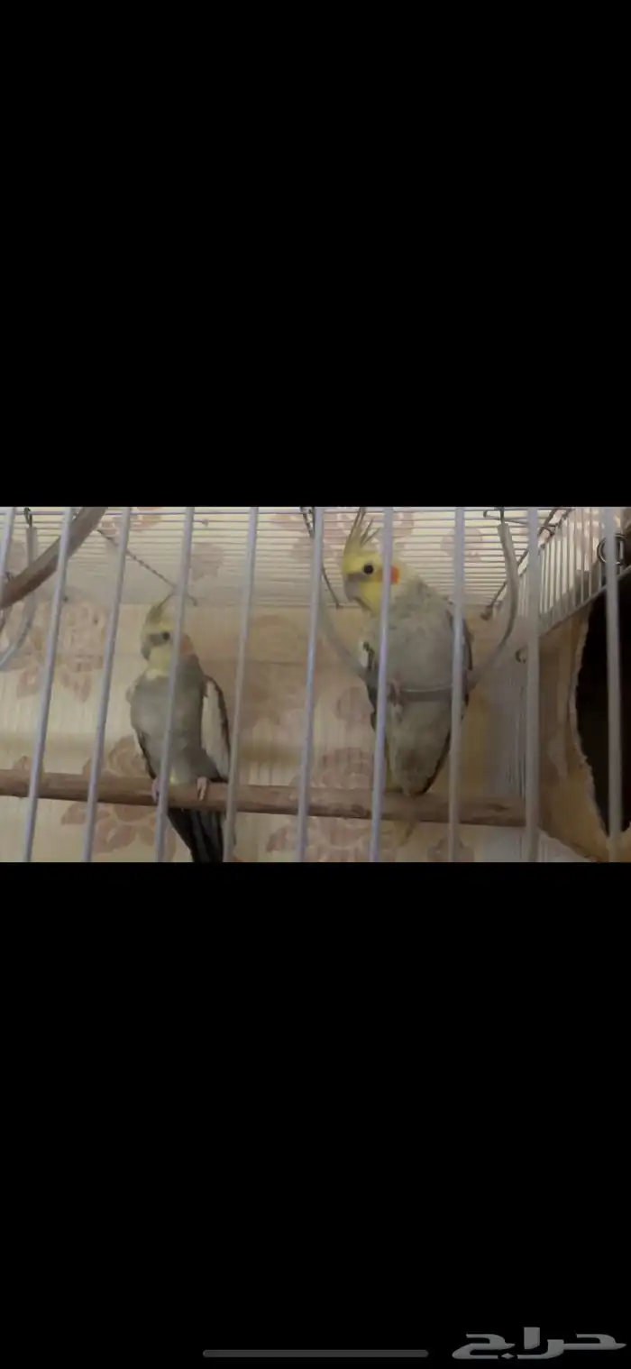 جوزين كيروان 4