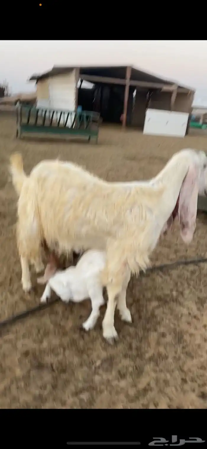 عنز مشروك 0
