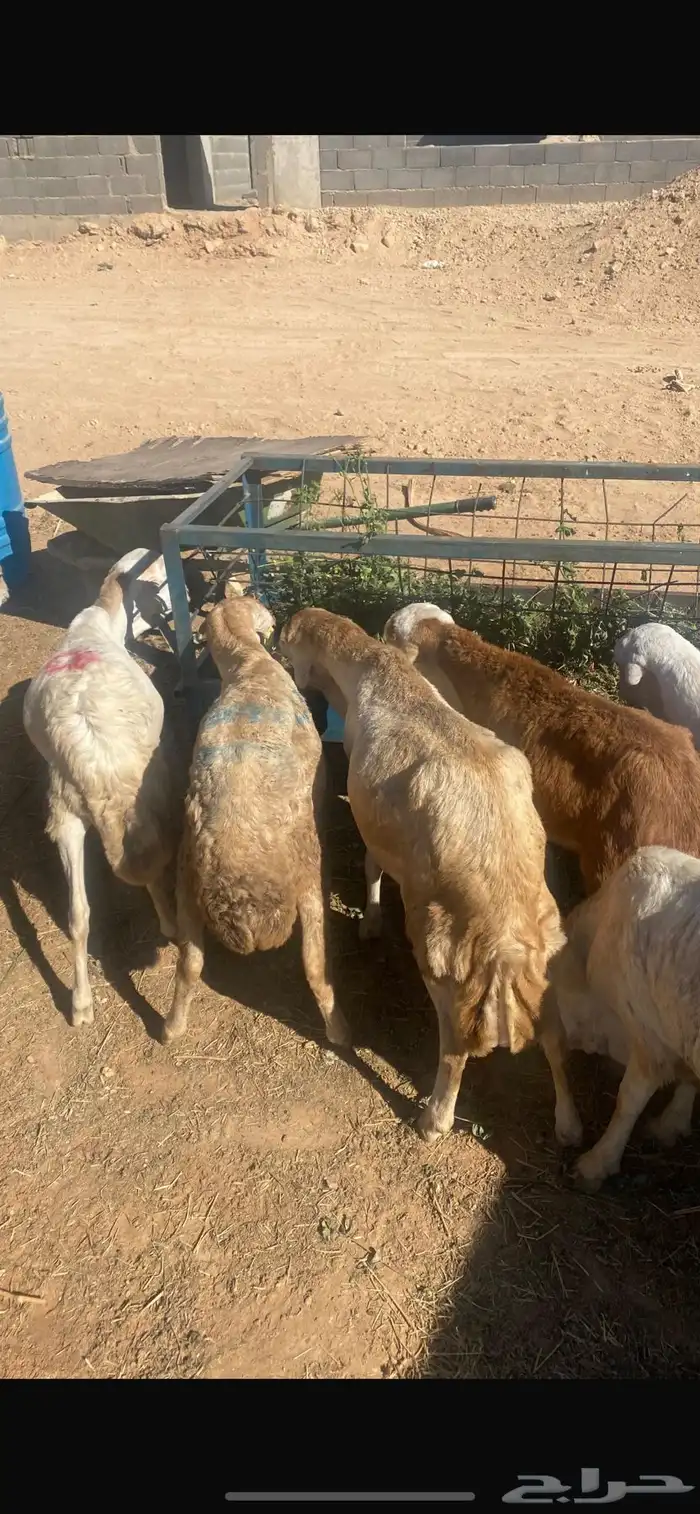طليان جذعان سواكن 1