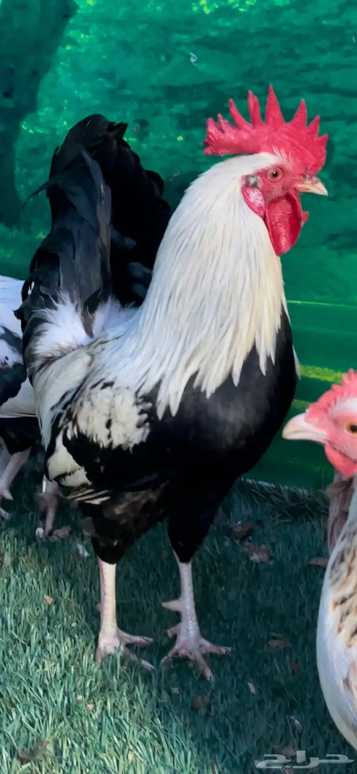 دجاج عربي ترثه . تخفيضات 35   . الجمعه البيضاء نهاية السنه 0