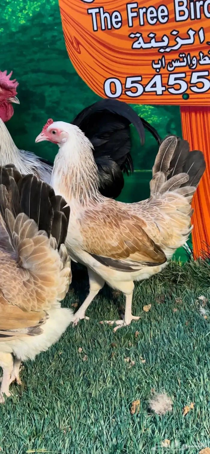 دجاج عربي ترثه . تخفيضات 35   . الجمعه البيضاء نهاية السنه 3