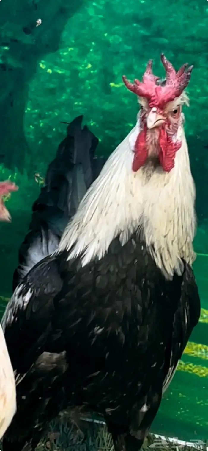 دجاج عربي ترثه . تخفيضات 35   . الجمعه البيضاء نهاية السنه 17