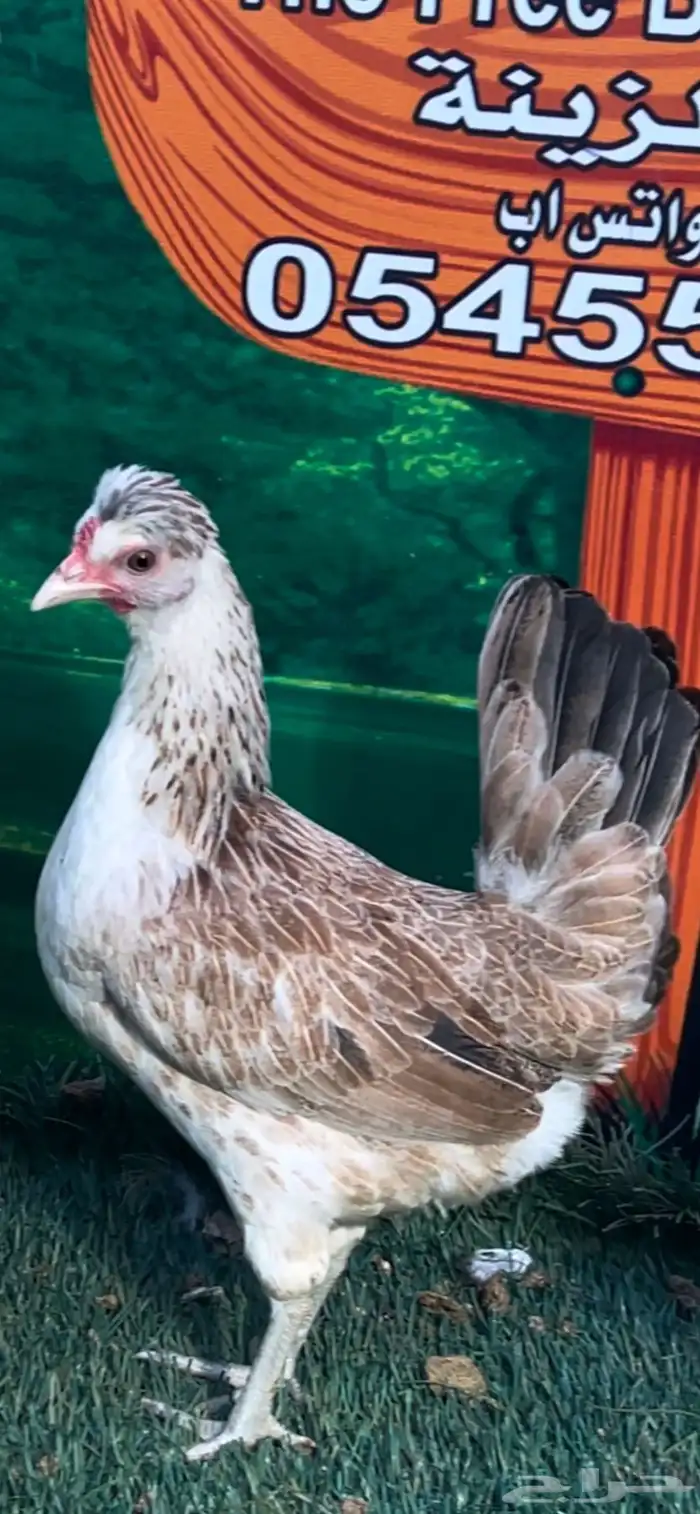 دجاج عربي ترثه . تخفيضات 35   . الجمعه البيضاء نهاية السنه 15
