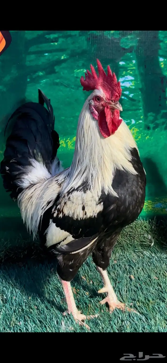 دجاج عربي ترثه . تخفيضات 35   . الجمعه البيضاء نهاية السنه 1