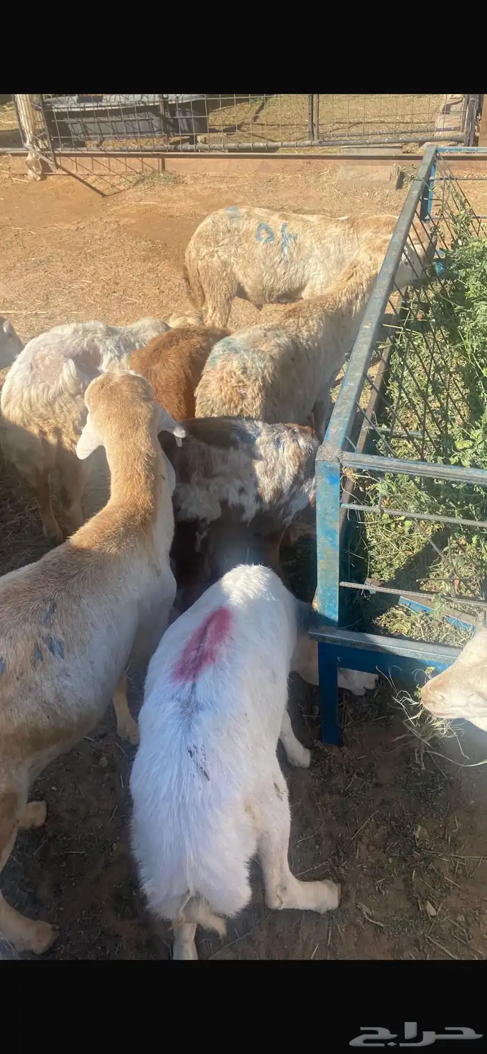 طليان جذعان سواكن 0