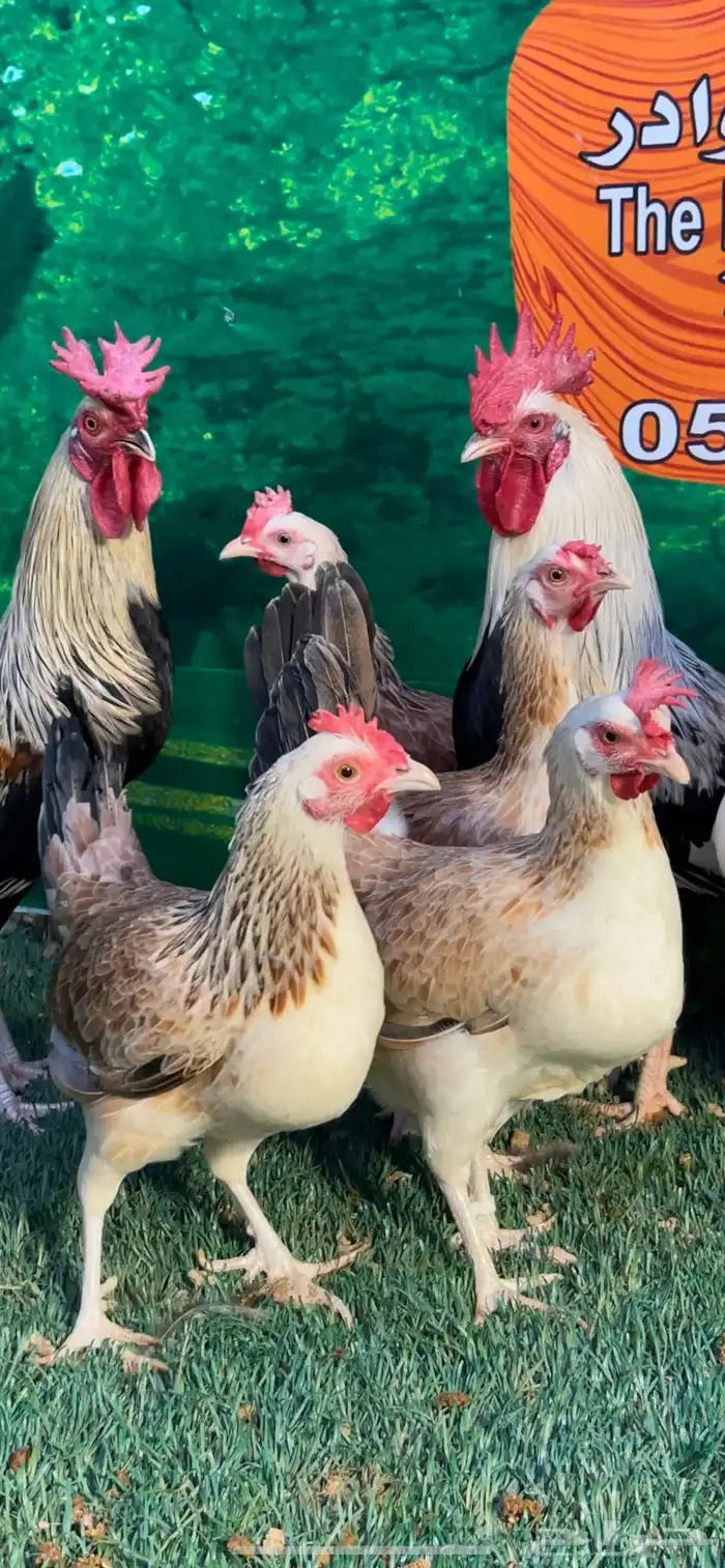 دجاج عربي ترثه . تخفيضات 35   . الجمعه البيضاء نهاية السنه 8