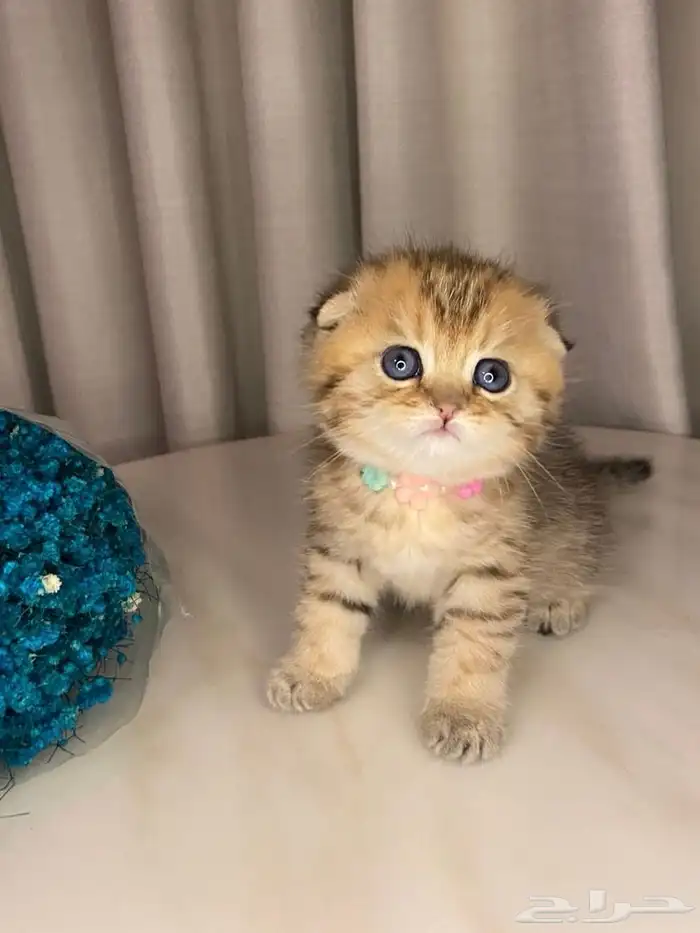 قطط سكوتش فولد قولد للبيع 3