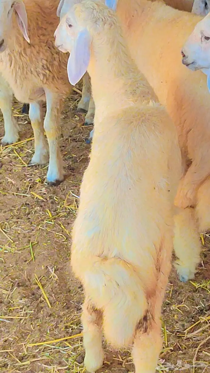 خرفان حريات شرط يوجد خدمة سلخ و توصيل 4