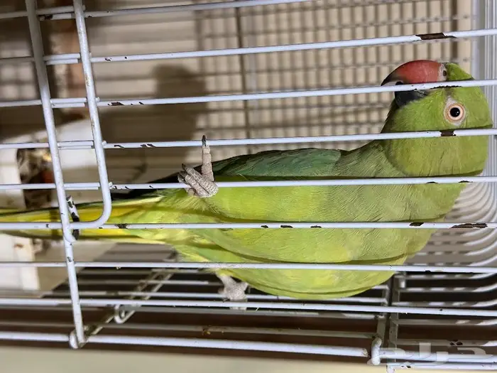 ببغاء درة 0