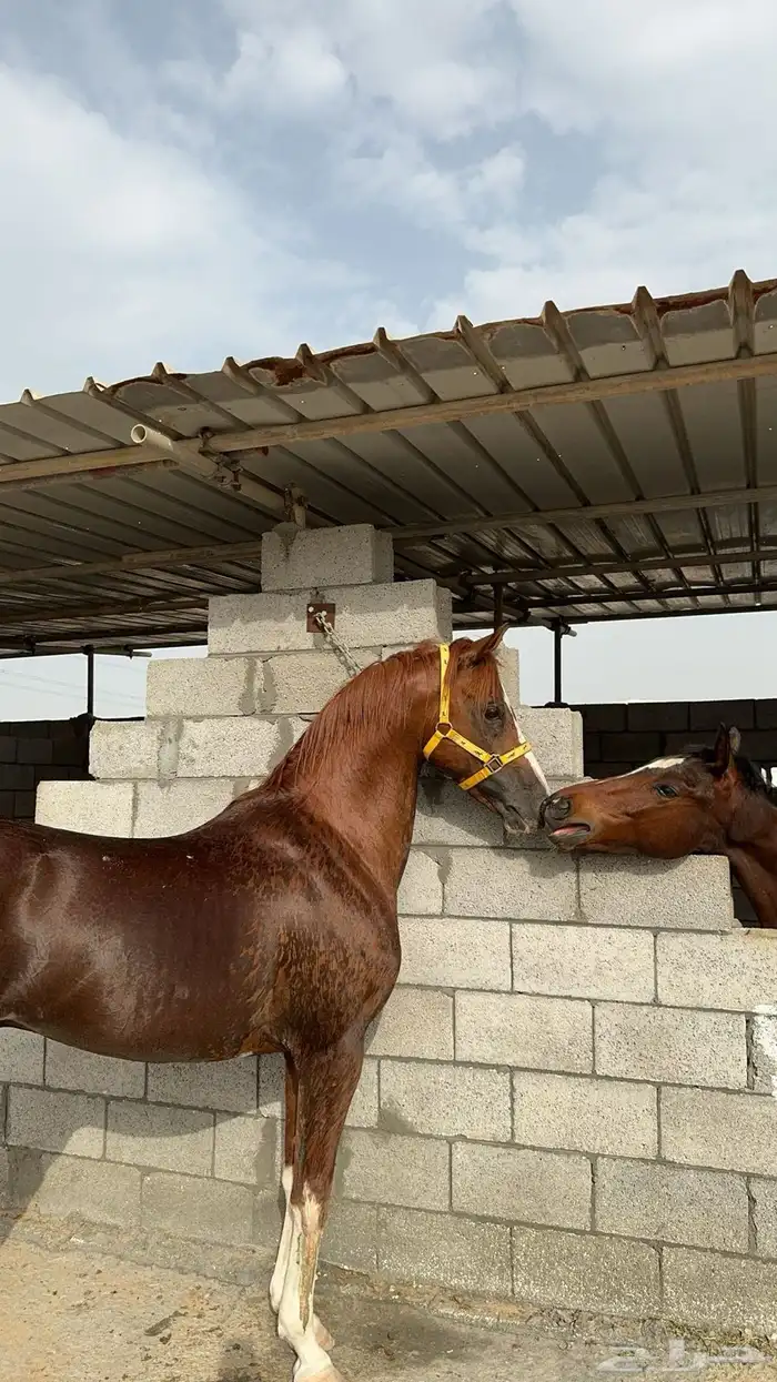 حصان فرنسي خط سرعه 0