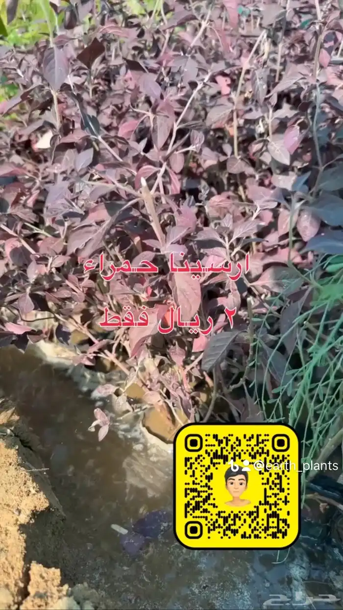 شتلات زينه ومثمره بريال ونصف فقط 3