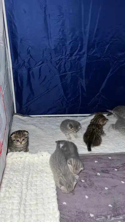 قط ذكر للتزاوج (سكوتش فولد) نوعية ممتازة Scottish Fold 22