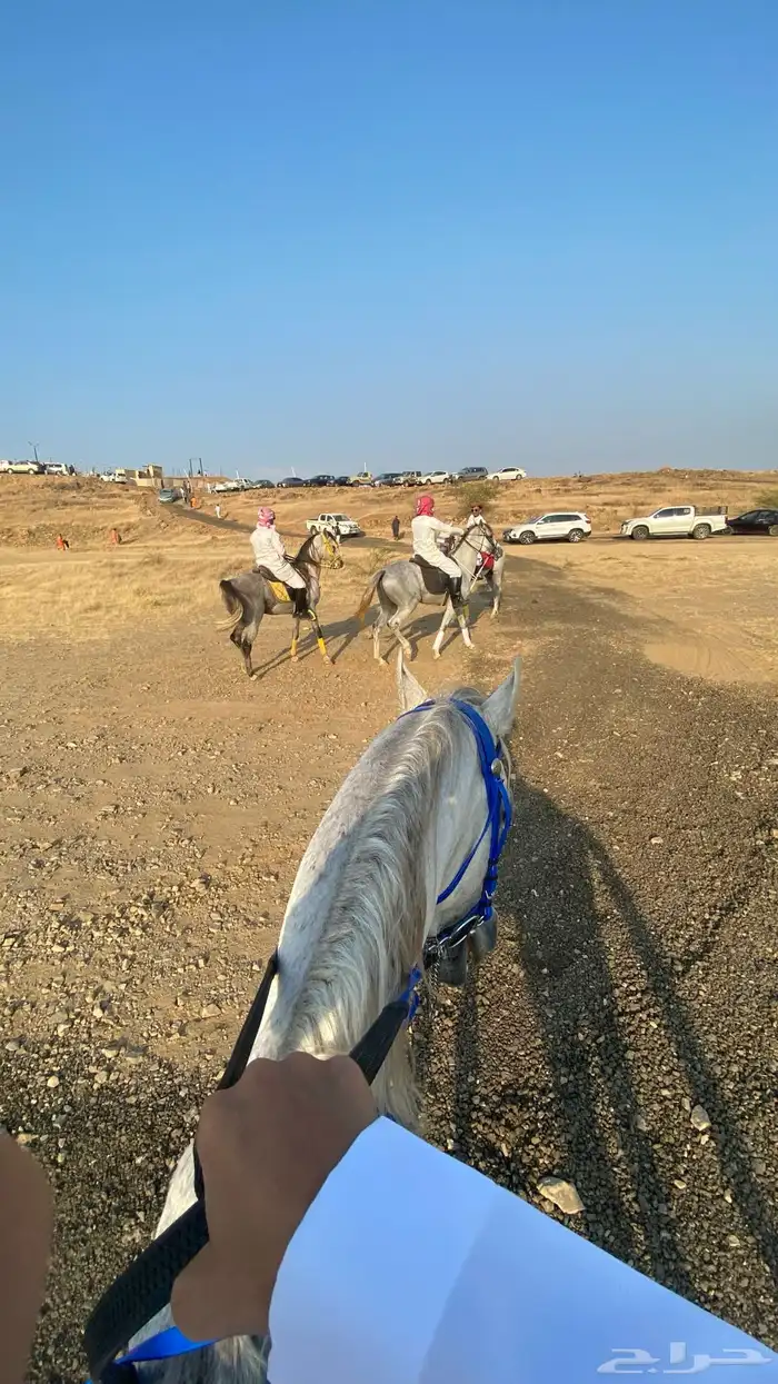 خيل عربي اصيل 0