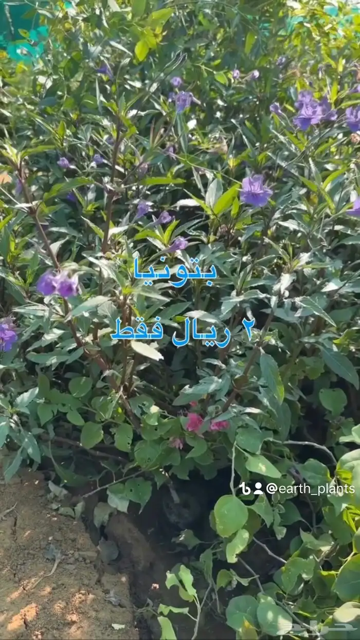 شتلات زينه ومثمره بريال ونصف فقط 2