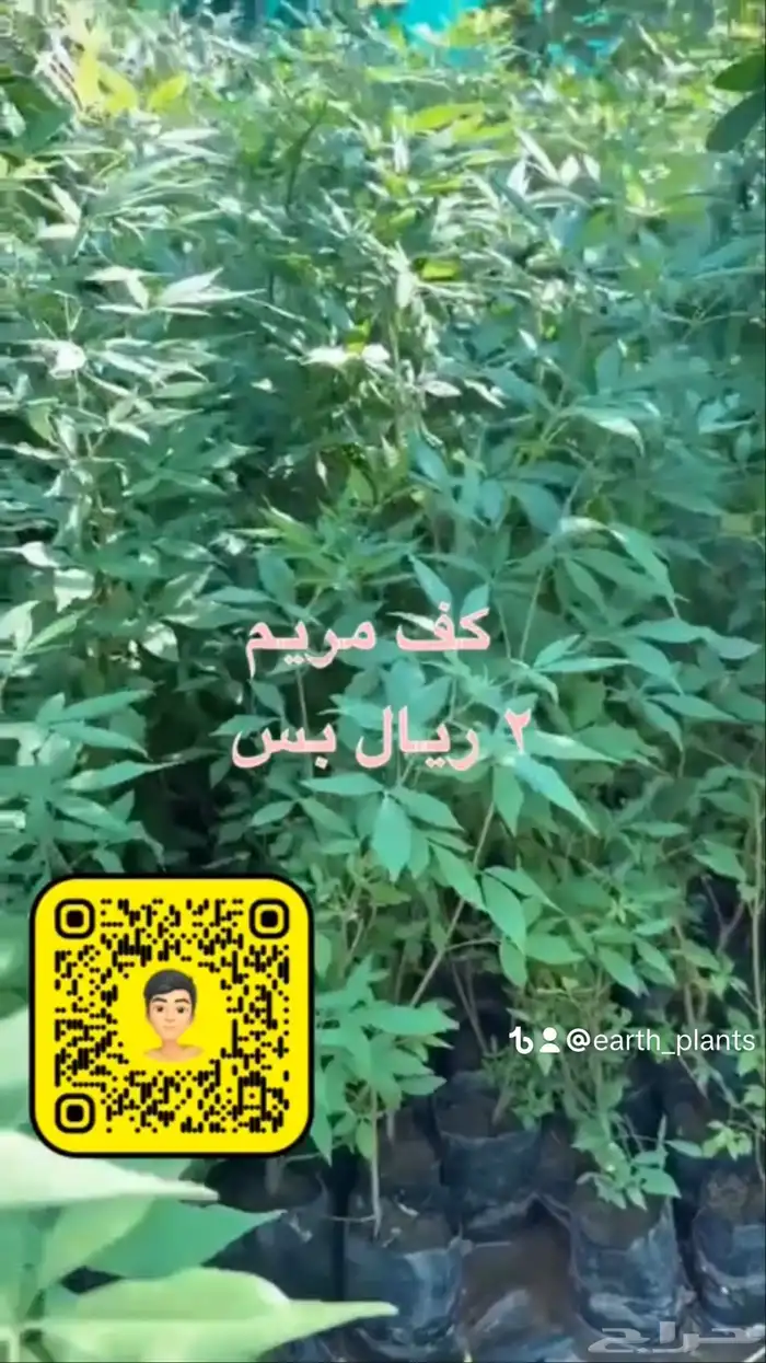 شتلات زينه ومثمره بريال ونصف فقط 1