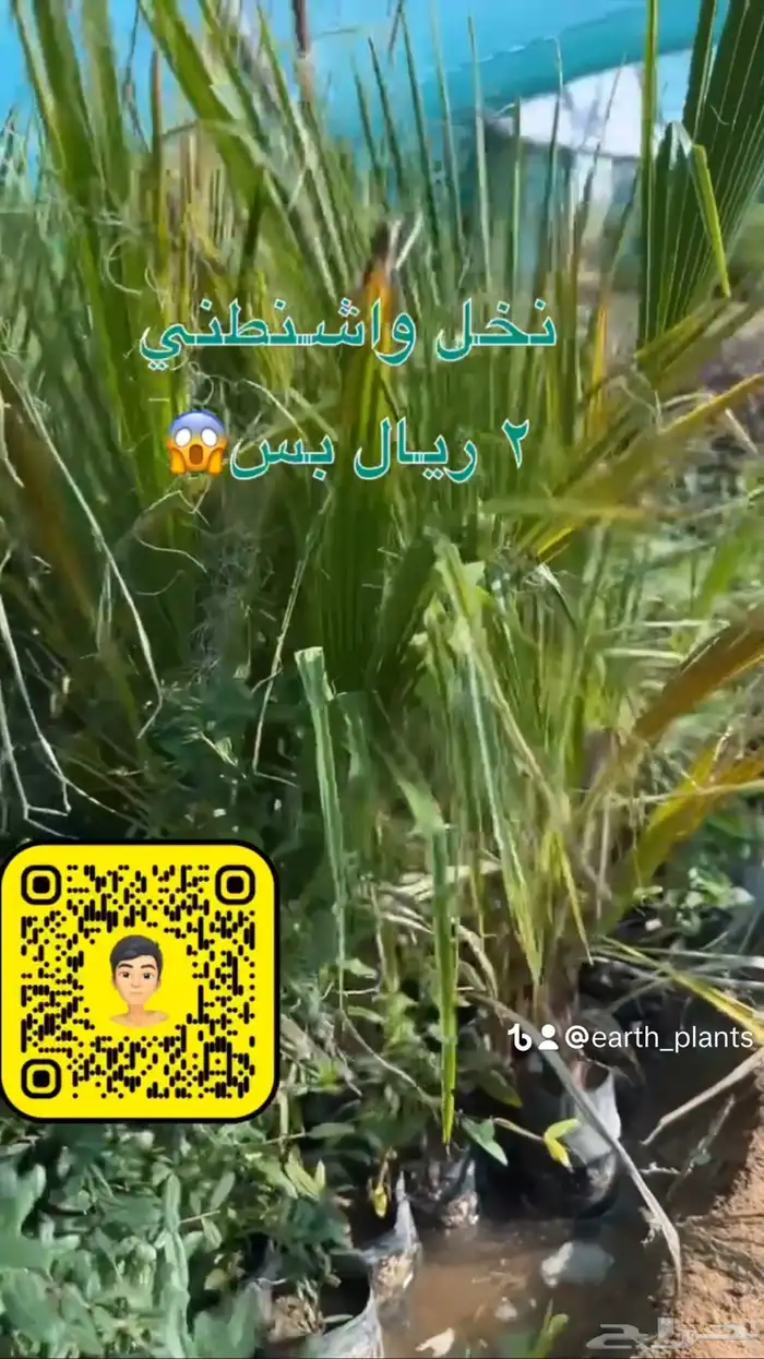 شتلات زينه ومثمره بريال ونصف فقط 5