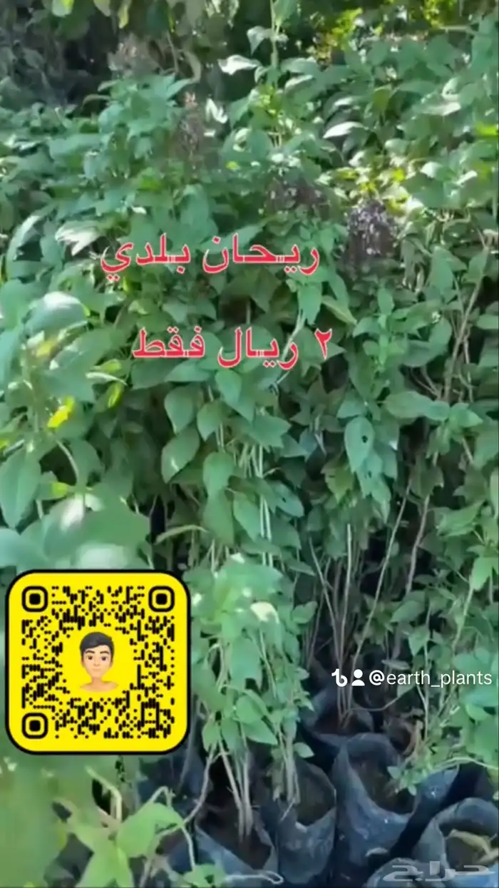 شتلات زينه ومثمره بريال ونصف فقط 4