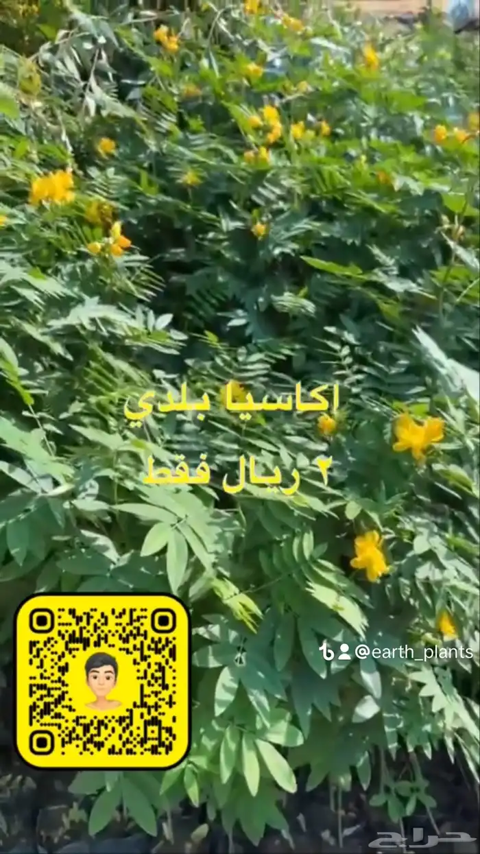 شتلات زينه ومثمره بريال ونصف فقط 6