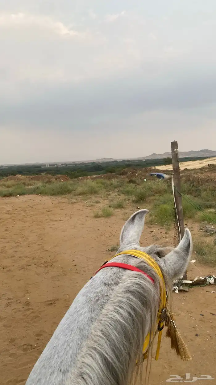 خيل عربي اصيل 3