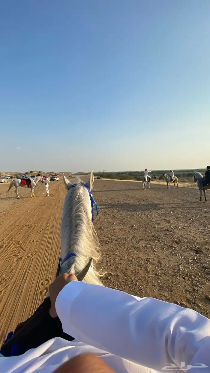 خيل عربي اصيل 1