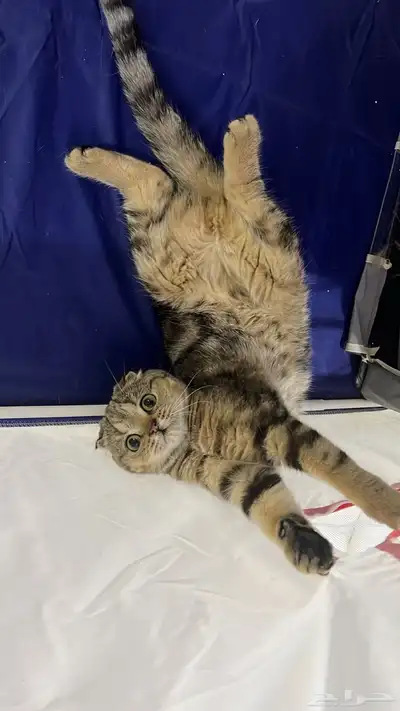 قط ذكر للتزاوج (سكوتش فولد) نوعية ممتازة Scottish Fold 23
