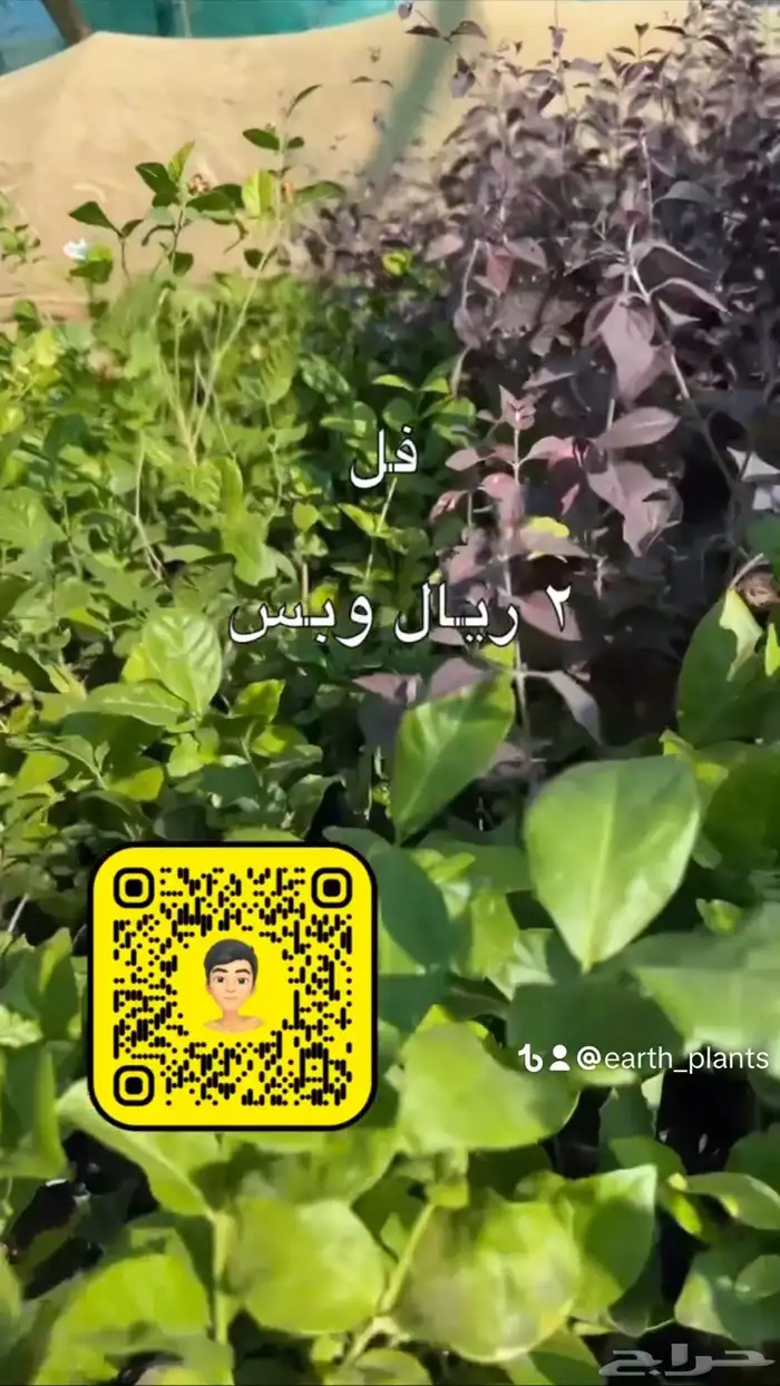 شتلات زينه ومثمره بريال ونصف فقط 0