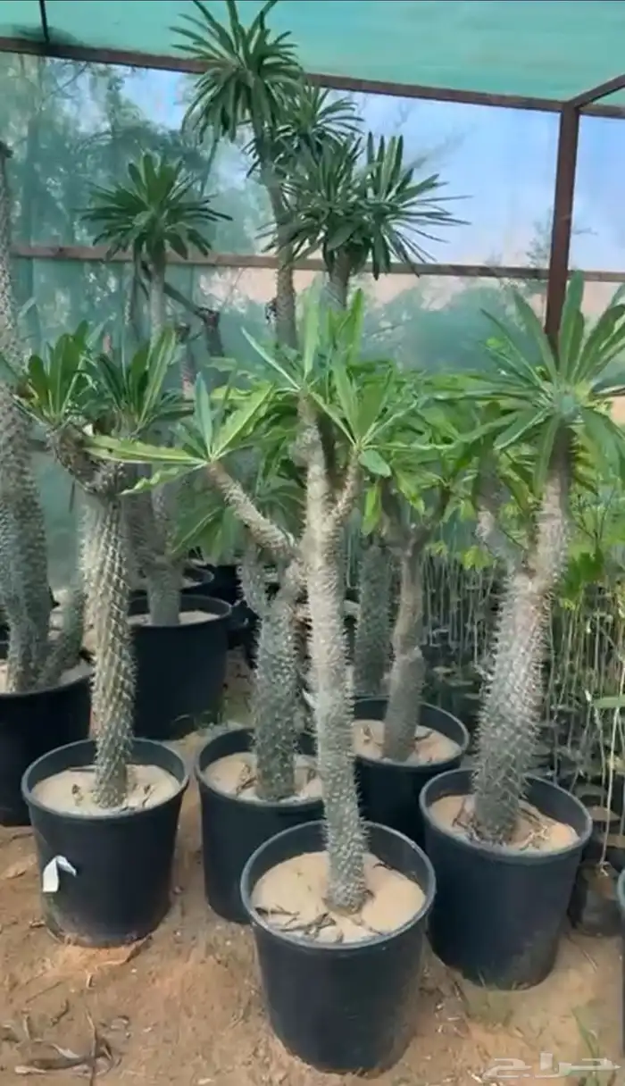 مشتل صباريات شتلات صبار السيريس وصبار عمة القاضي مشتل الرياض 39