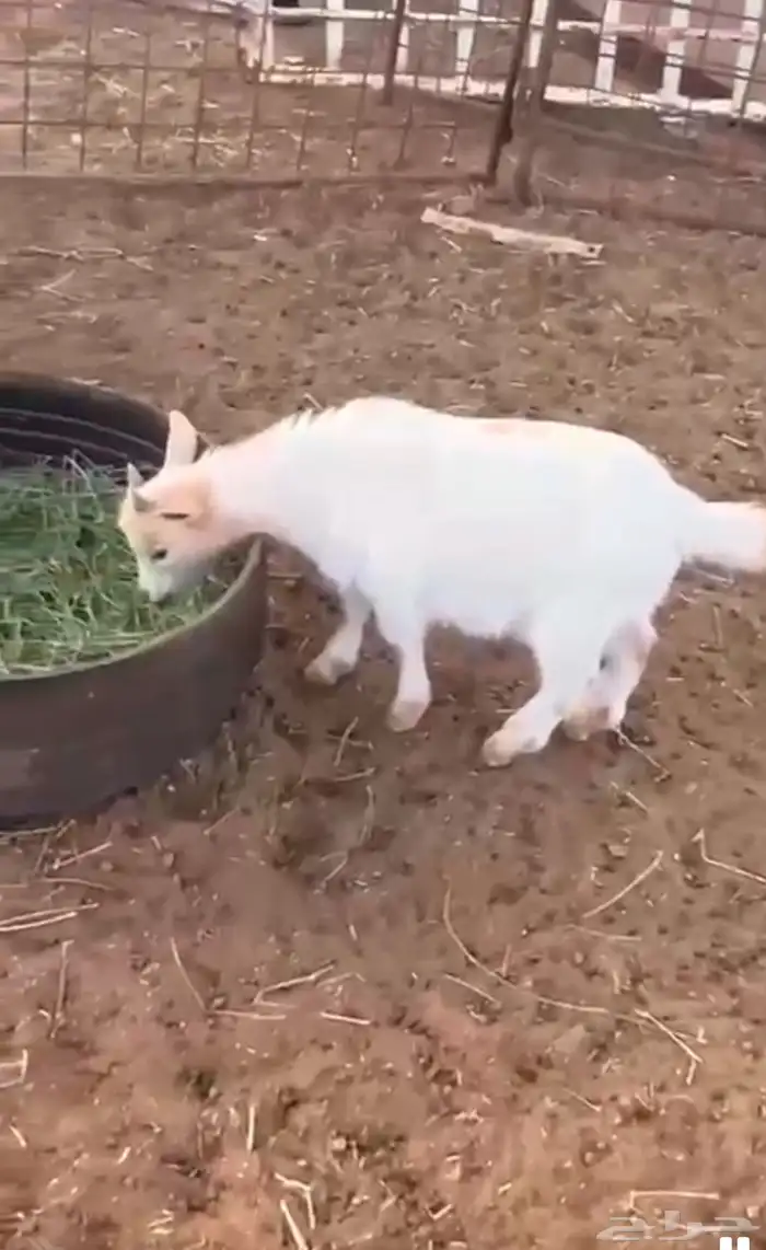 للبيع ماعز قزم تشيكي 0