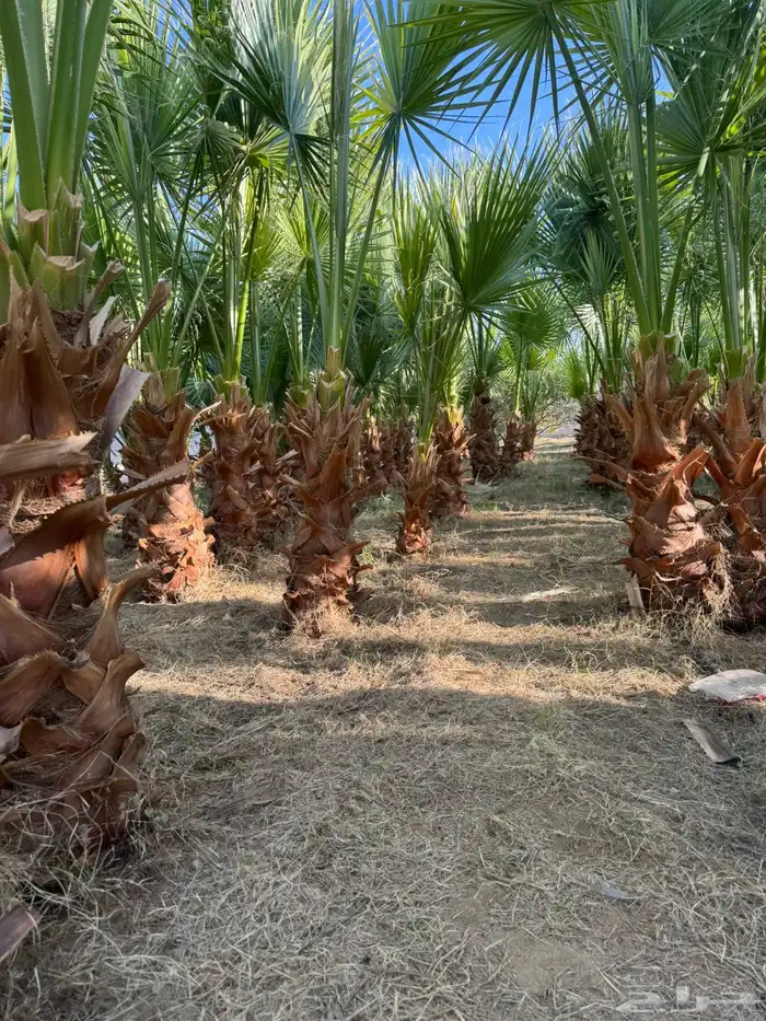 نخل واشنطن 6