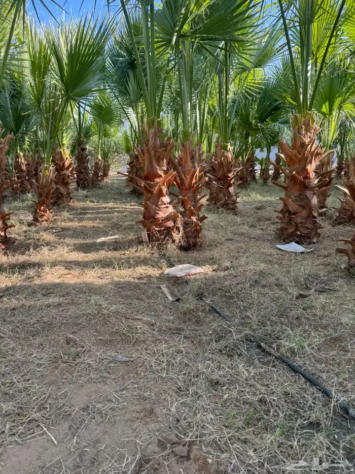 نخل واشنطن 2